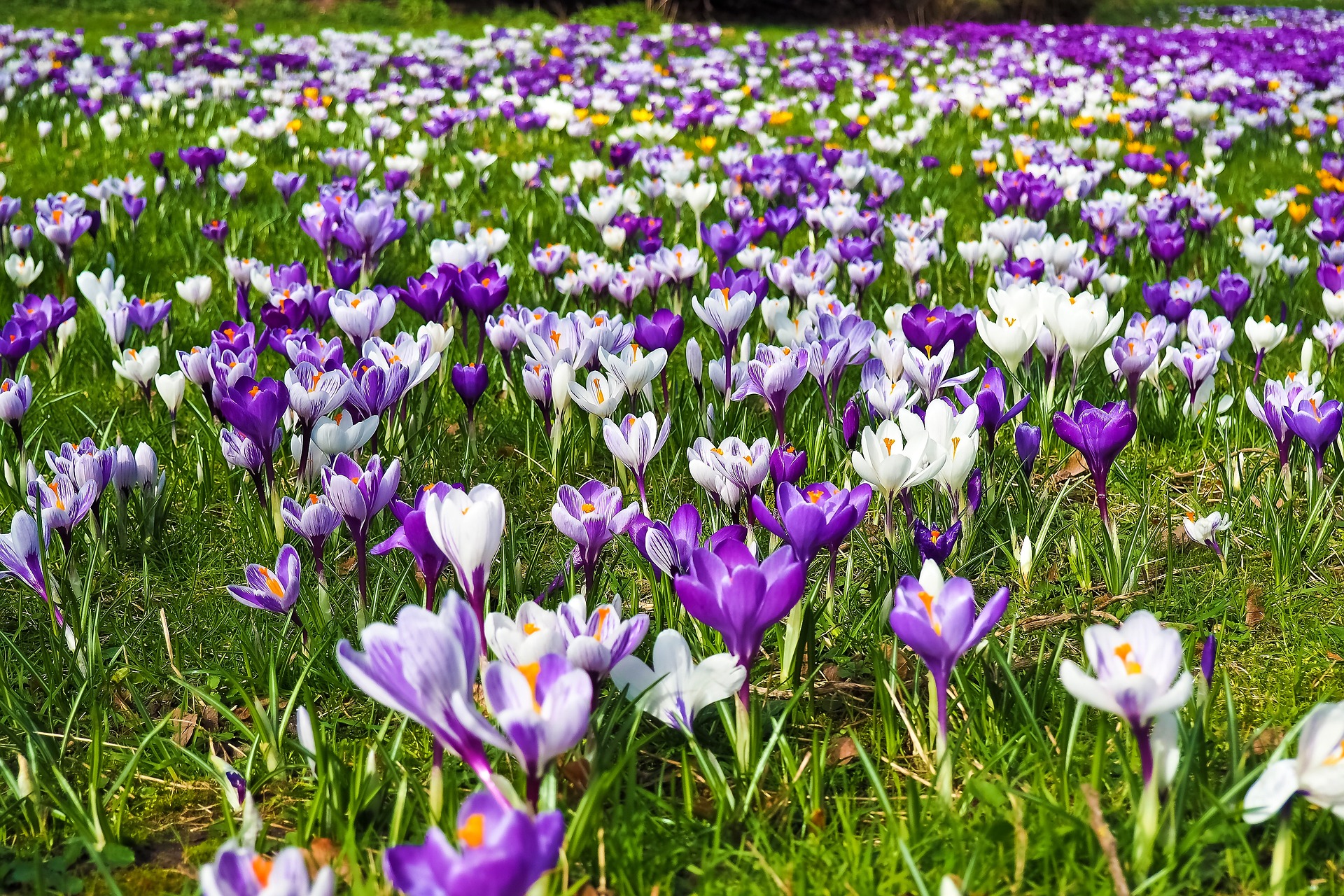 Przywitanie wiosny w Trzebieży