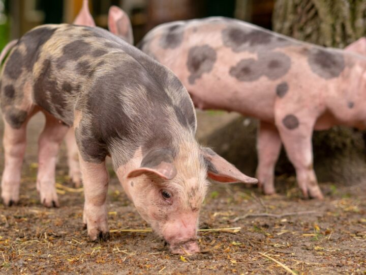 Afrykański pomór świń w Policach: Ostrzeżenie dla hodowców i działania władz